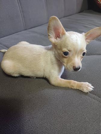 Щенок той терьера