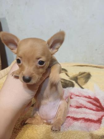 Щенок той терьера