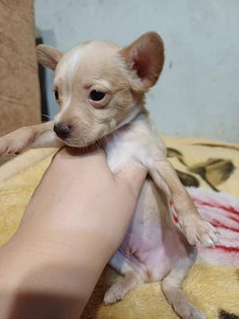 Щенок той терьера