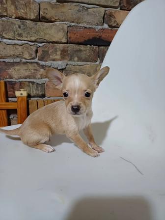 Щенок той терьера