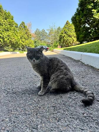 Молодая кошечка ищет дом