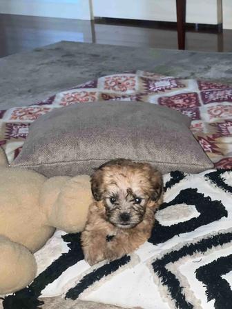 Замечательный мальчик мальтипу ищет семью