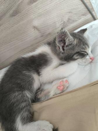 Подарю котенка 2 мес мальчик,мысықты сыйлаймын