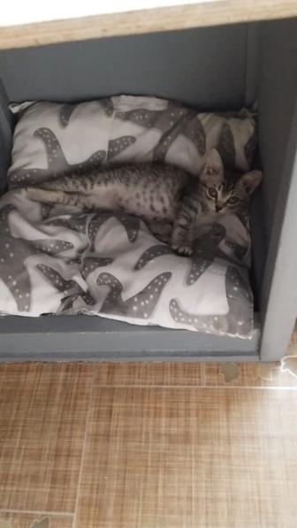 Милый игривый умный котенок