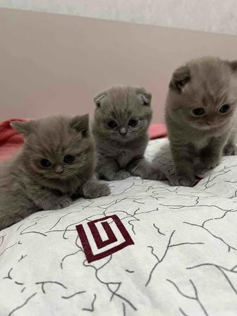 Вислоухие Шотландцы котята