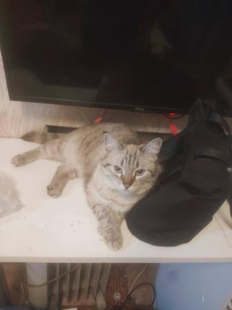 Кошка