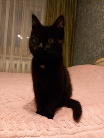 Отдам котенка в хорошие руки.