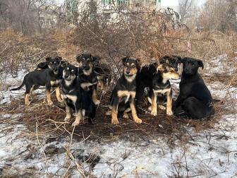 Отдам щенят