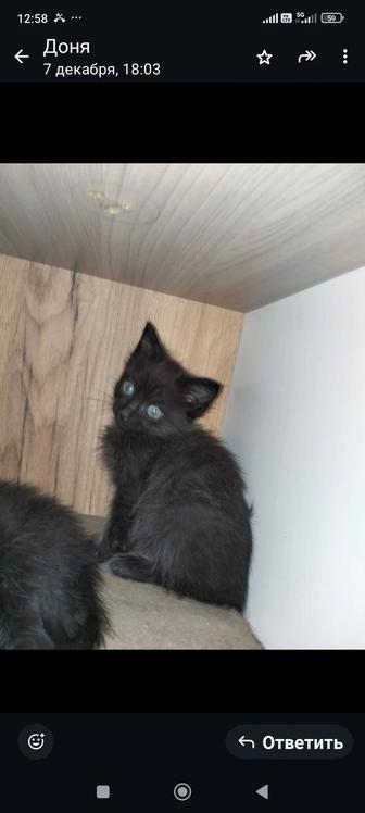 Котята даром