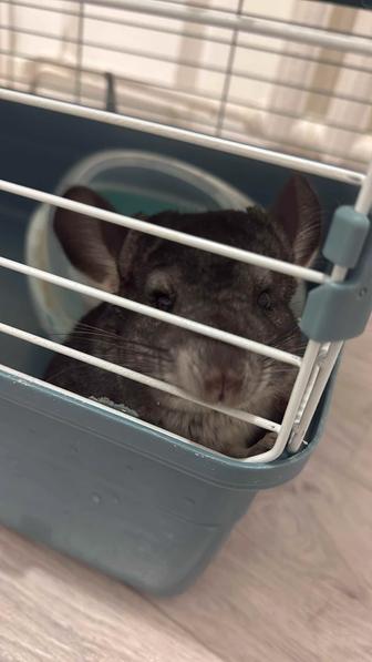 шиншилла мальчик астана