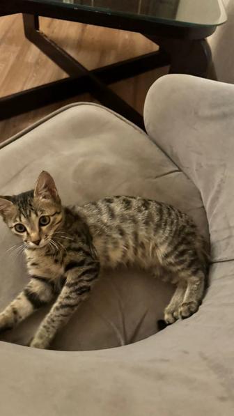 Котенок