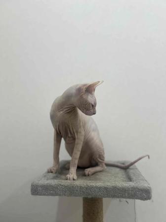 Продам сфинкса