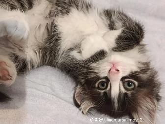 Котята стерилизованные с паспортом