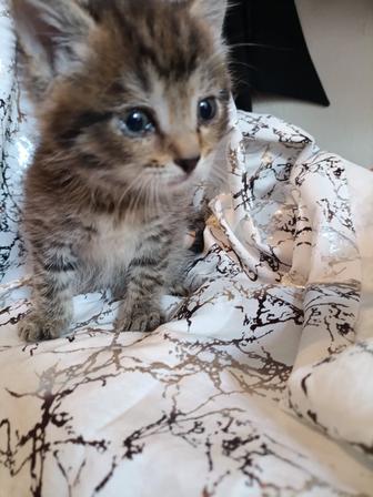 Котята стерилизованные с паспортом
