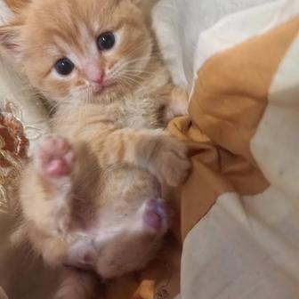 Кошки, котята стерилизованные и не стерилизованные, с паспортом, чипированы
