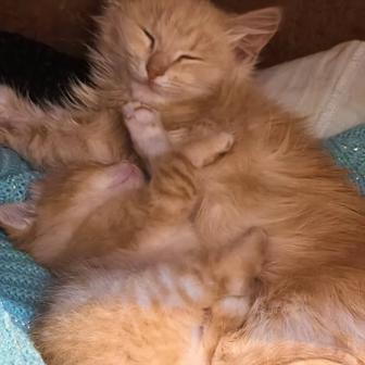 Кошки икотята стерилизованные и не стерилизованные, с паспортом, чипированы