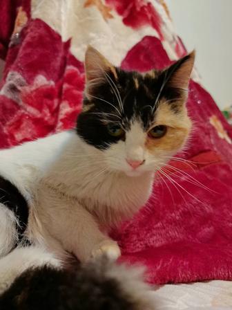 Кошки икотята стерилизованные и не стерилизованные, с паспортом, чипированы