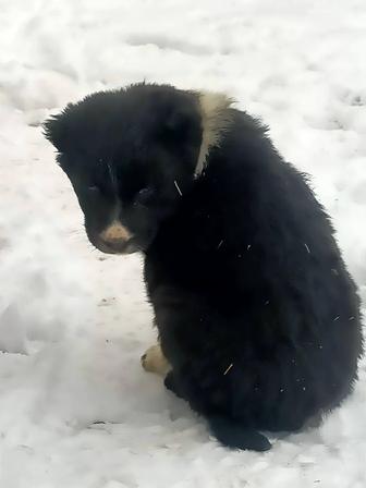 Төбет күшіктер