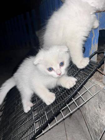 Отдам котят в добрые руки