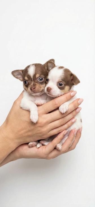 Девочки Чихуахуа