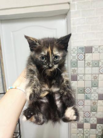 Отдам котенка