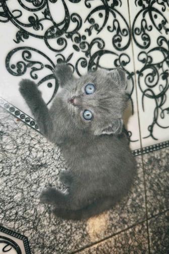 Продаются шотландские котята