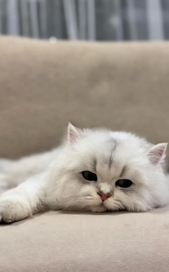 Отдам кошку в хорошие руки бесплатно