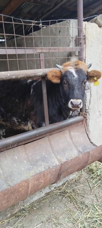 Продам телка