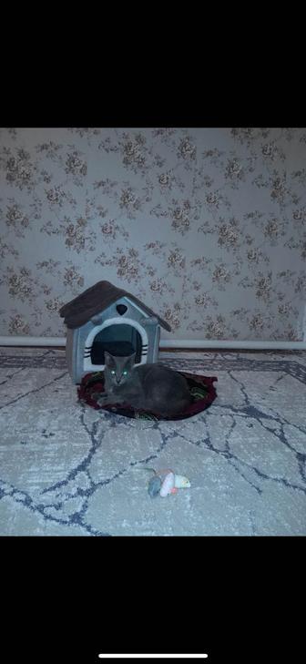 британская кошка