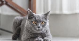британская кошка