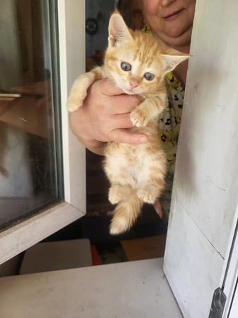 Котята в хорошие руки