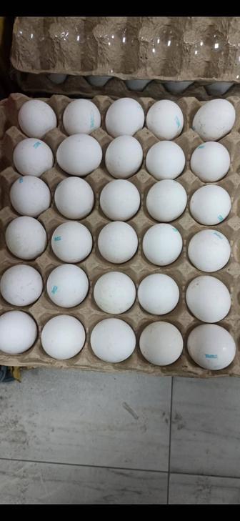 Куриное яйцо