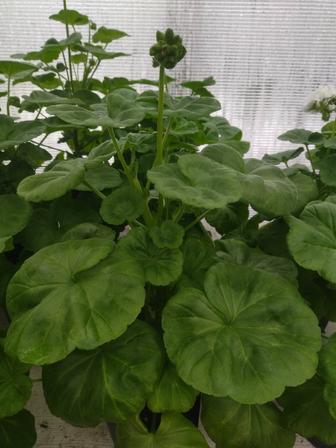 Цветы для дома и сада: Пеларгония, Бегония