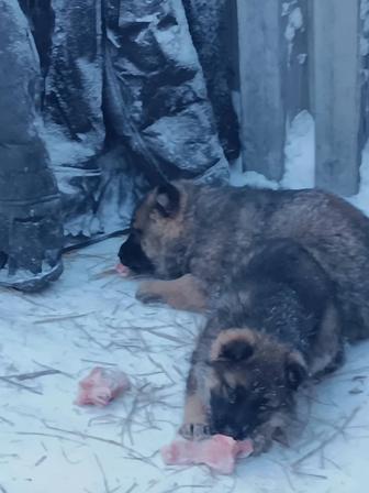 Продам щенков овчарки