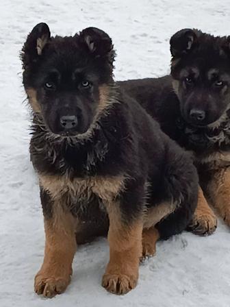 Продам щенков овчарки