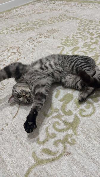 Кот в добрые руки