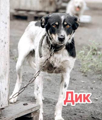 Собаки