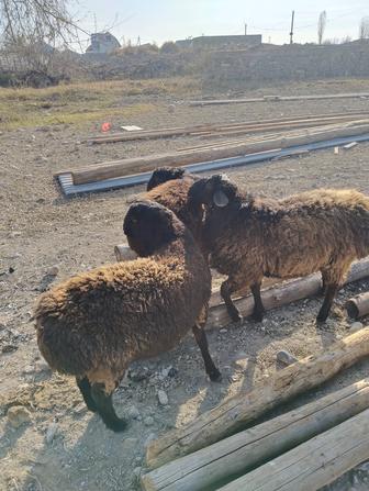 Үш бас қошқар сатылады