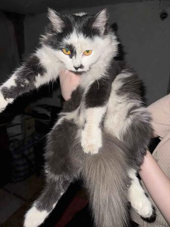 Кошечка в любящую семью