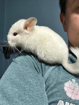 Продам Шиншиллу с клеткой