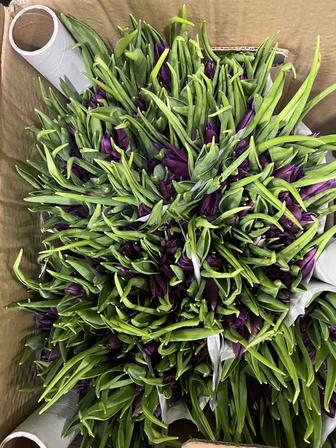 Тюльпаны оптом и в розницу