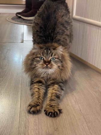 Кошечка ищет дом