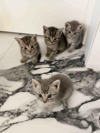 породистые котята
