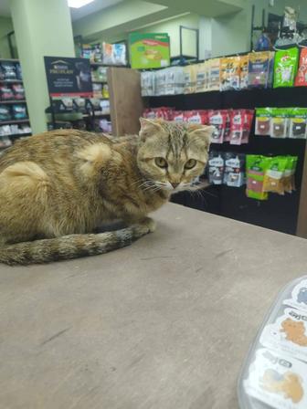 Отдам в добрые руки кошку!