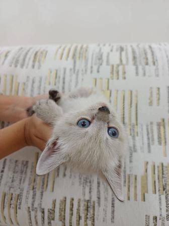 Продам котят