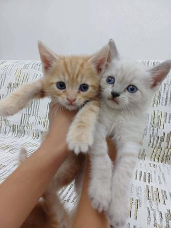 Продам котят
