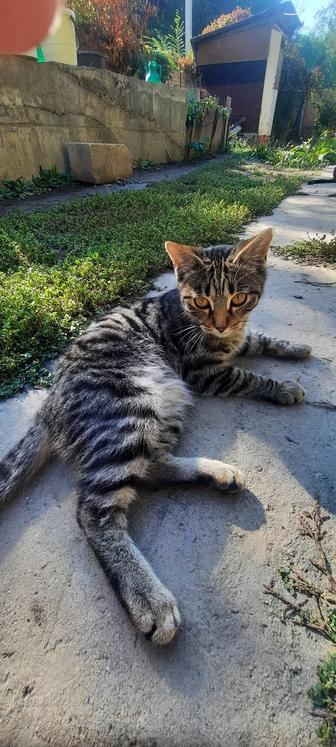 Кошечки гламурные, культурные