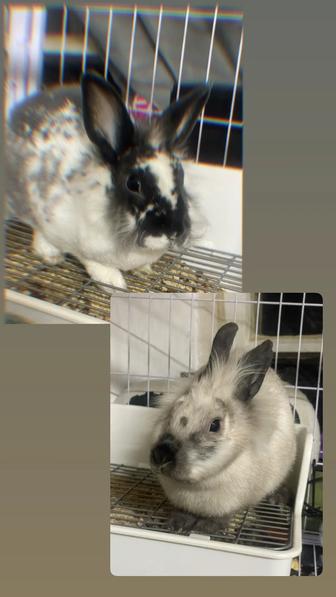 Отдам кроликов