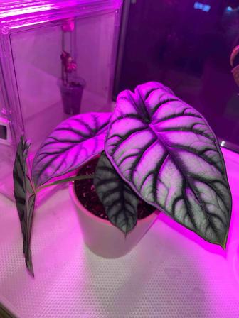 Алоказия Сильвер Драгон