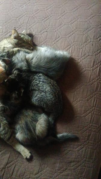 Отдам котят в хорошие руки
